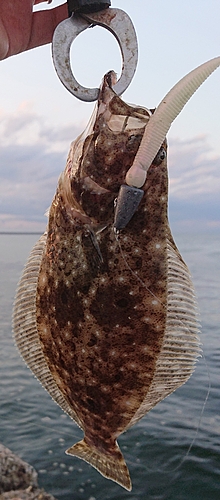 ヒラメの釣果