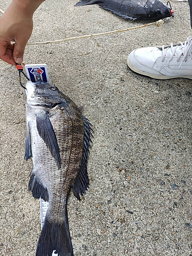 チヌの釣果