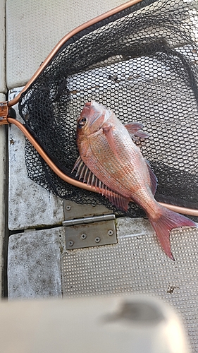 マダイの釣果