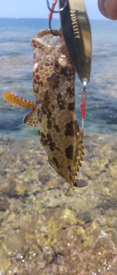 カンモンハタの釣果