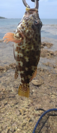 イソゴンベの釣果