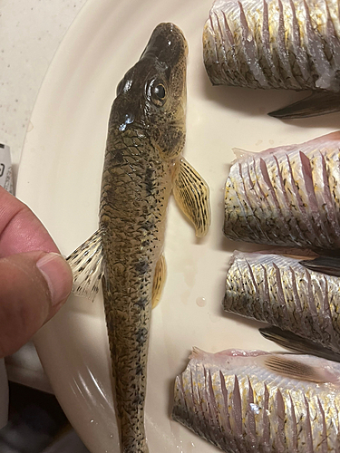 カマツカの釣果