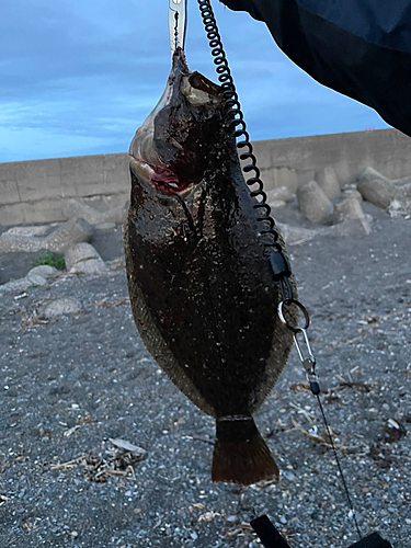 ヒラメの釣果