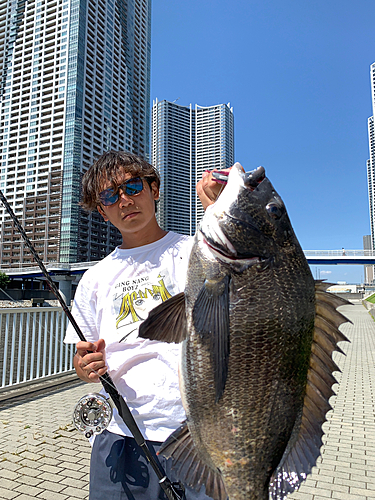 クロダイの釣果