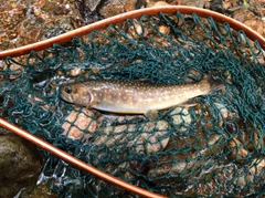 イワナの釣果