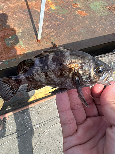 メバルの釣果