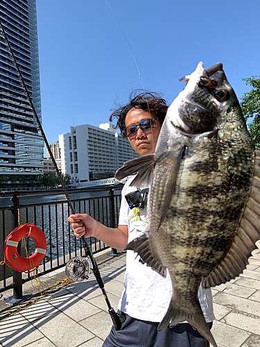 クロダイの釣果