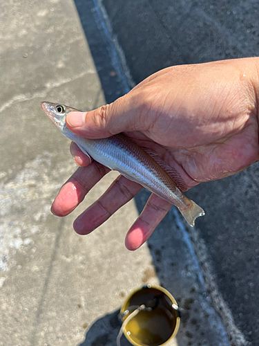 キスの釣果