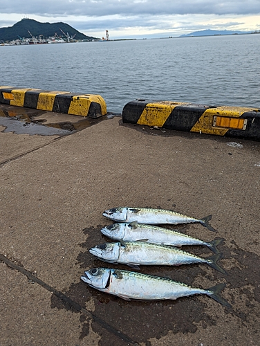 サバの釣果