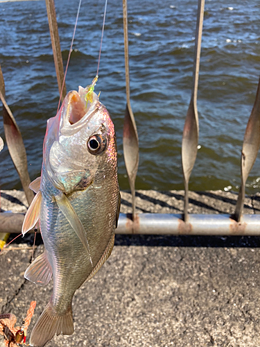 イシモチの釣果