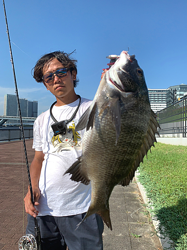 クロダイの釣果