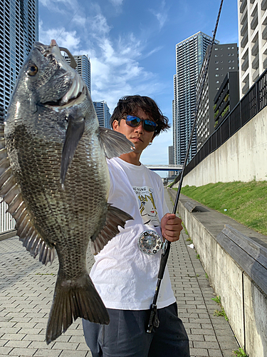 クロダイの釣果