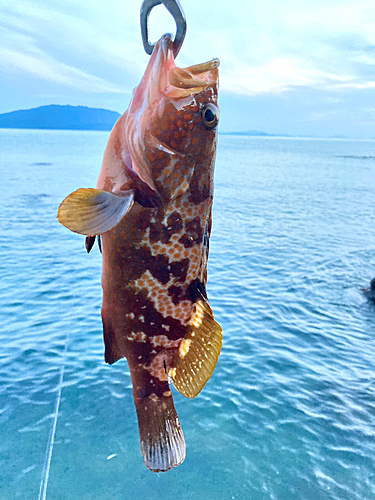 キジハタの釣果