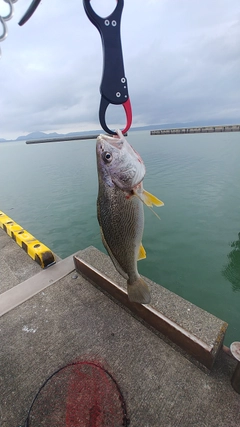 イシモチの釣果