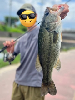 ブラックバスの釣果