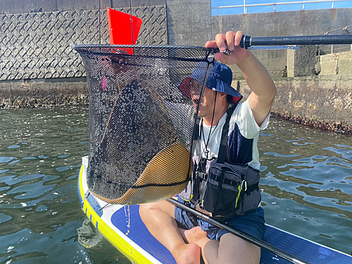 ツバクロエイの釣果