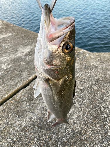 セイゴ（マルスズキ）の釣果