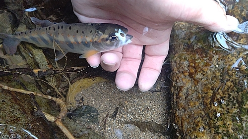 アマゴの釣果