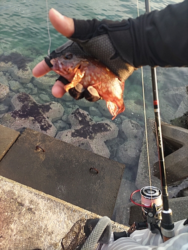 アコウの釣果