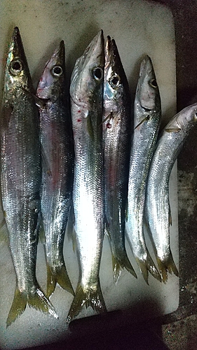 カマスの釣果