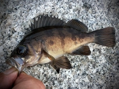 メバルの釣果