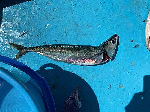 釣果