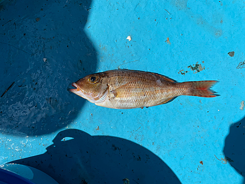 タカベの釣果