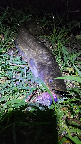 マナマズの釣果