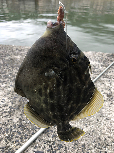 カワハギの釣果