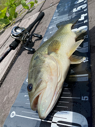 ブラックバスの釣果