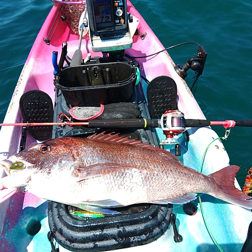 マダイの釣果