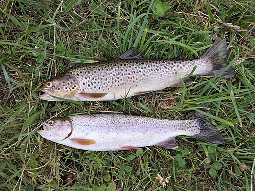 ブラウントラウトの釣果