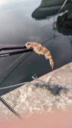 ハゼの釣果