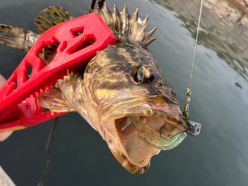 タケノコメバルの釣果