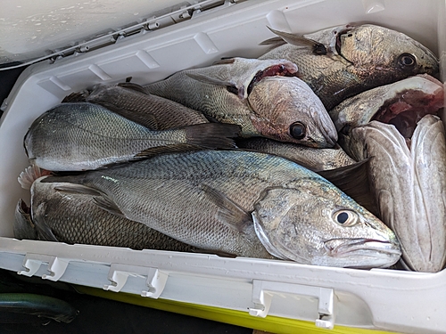 オオニベの釣果