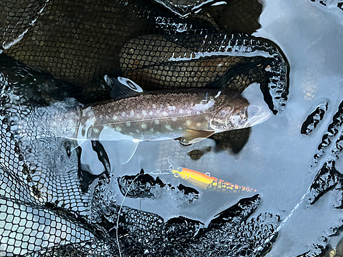 アメマスの釣果