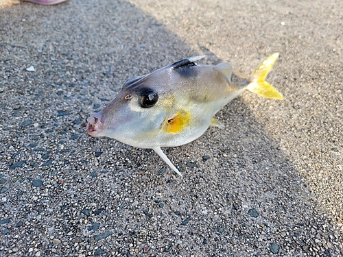 ギマの釣果