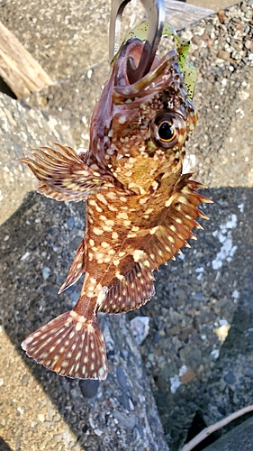 カサゴの釣果