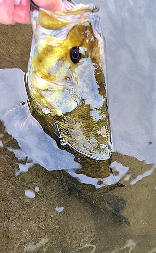 スモールマウスバスの釣果