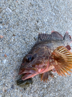 アラカブの釣果