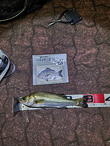 シーバスの釣果