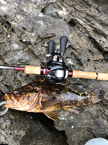 ベッコウゾイの釣果