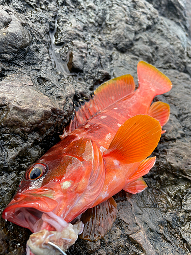 アカハタの釣果