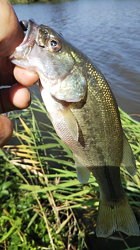 ラージマウスバスの釣果