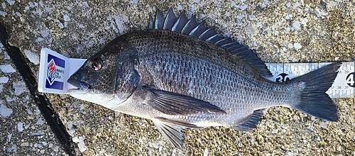 チヌの釣果