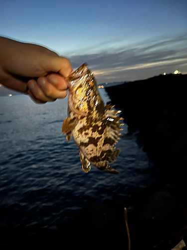 タケノコメバルの釣果