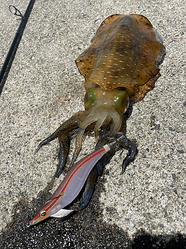 アオリイカの釣果