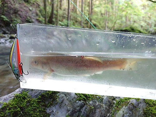 タカハヤの釣果