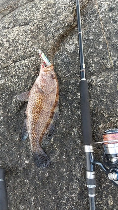 オオモンハタの釣果