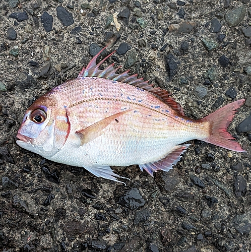 マダイの釣果